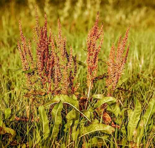 Wiesen Sauerampfer (Rumex acetosa) Samen. Heilpflanze mit viel Vitamin C (5000 Samen = 2,5g)