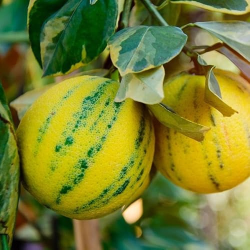 Vivai le Georgiche - Pianta vera di Arancio Variegato Citrus x sinensis 'Variegata' - vaso Ø 20 cm - altezza alla vendita 60-80 cm