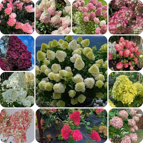 semi resistenti di ortensia a pannocchia - estremamente giardino rampicanti balcone 120pcs