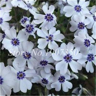 Seeds Virtue Misto Phlox Bonsai Fiore Semente 120 Pz Pianta Phlox Fiore Phlox Drummondii Così rara bellezza Il tuo giardino: 8