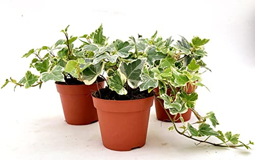 POWERS TO FLOWERS - EDERA VASO 9 VARIEGATA BIANCA, 3 PIANTE, VASO 9CM DIAMETRO, piante vere