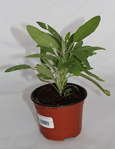 Salvia (Maceta 10,5 cm Ø) - Planta viva - Planta aromatica