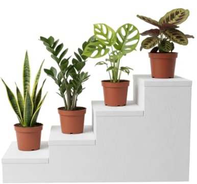 Set Natural DECOALIVE: Monstera Adansonii, Sansevieria, Maranta y Zamioculcas el Equilibrio Perfecto entre Naturaleza y Diseño