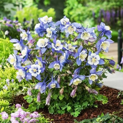 AkeleiSamen-winterharte kübelpflanzen-Farbenprächtige schnittSamen-Sehr Bienen und Insektenfreundlich winterhartePflanzenfür garten 600pcs