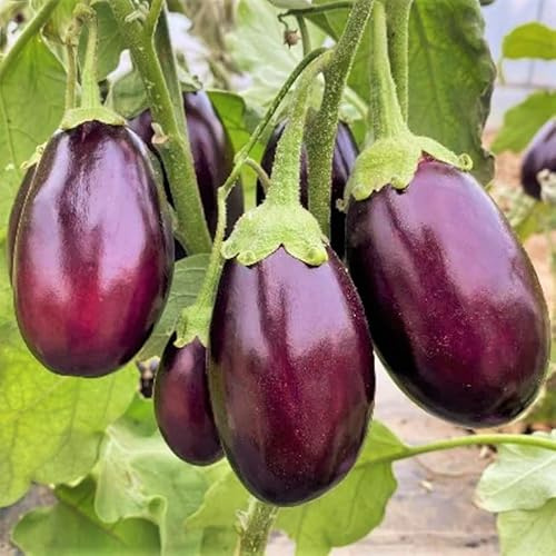 TomorrowSeeds - Indian Eggplant Seeds - 200+ Count & 200+ Petch Siam Thai Green Eggplant - for 2026 Planting Brinjal Ratna Small Baby Round Egg Aubergine Eggplants Melongene Melanzana USA Garden