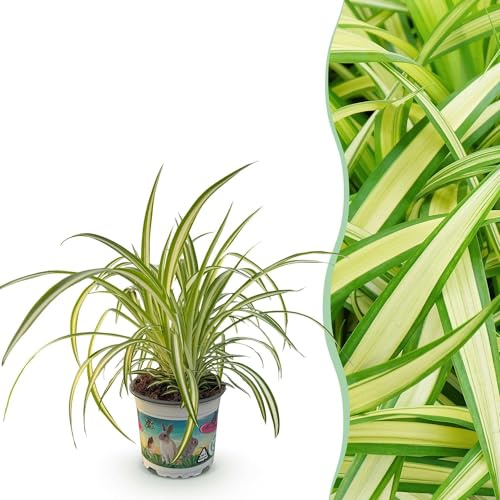 Grünlilie Chlorophytum comosum Variegatum – Bunte Graslilie Zimmerpflanze – Haustierfreundlich 12cm – Höhe ca.20cm – Pflegeleichte Luftreinigende Pflanze