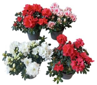 Azaleas Vivas (Pack x4) Plantas Naturales con Flor Ideal para Regalo o Jardinería