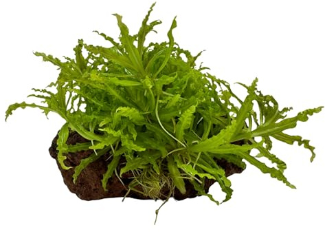 WASSERPFLANZEN WOLFF - Lavastein mit Kleiner Stern/Pogostemon helferi | Einzigartige Wuchsform, sofortige Dekoration | Kompakter Vordergrund Akzent | Aquascaping Pflanze