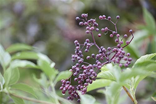 Sambucus nigra 60–100 cm – Winterhart, Mehrjährig, Pflegeleicht – Schwarzer Holunder – Heckenpflanze für Garten & Sichtschutz