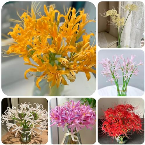 Lirio araña - lycoris radiata -de sangre en maceta, de silvestres, interior y suministros jardinería decoraciones jardín 4bulbos