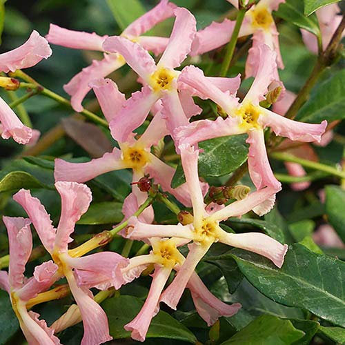 Toskanischer Jasmin 'Pink Showers' - Trachelospermum, 30-50 cm, Duftende Kletterpflanze mit Rosa Blüten, Immergrün & Pflegeleicht