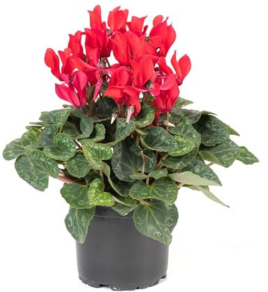 Cyclamen Plants, 'White' and 'Red' Mix, 3 x Full Plants in 9cm Pots, Winter Flowers, Winter Cyclamens, Flowering, Garden Ready and Ready to Plant, Premium Quality Flowers