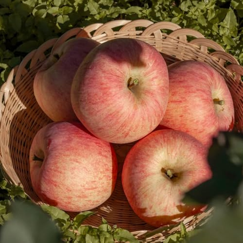 semi di melo, mela, biologici per da esterno di giardino aiuola rialzata con esotici sul balcone 250pcs