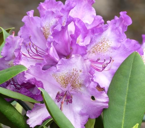 Rhododendron yakushimanum 'Bohlken's Lupinenberg' Japanische Azalee 40-50 cm winterhart Freilandaufzucht