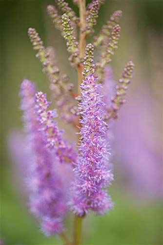 Teppichspiere Astilbe chinensis var. pumila im Topf, winterhart Bodendecker | Rispenblueten, halbschattig bis schattig, bodendeckend, ideal fuer Beet und Rabatte, robust und langlebig