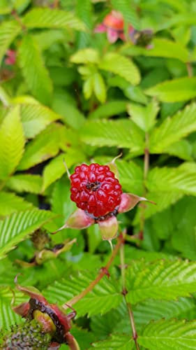 Rubus illecebrosus/Framboisier fraise (Non remontant) / Conteneur de 3 à 4 litres