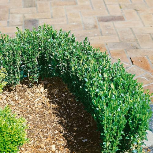 10er-Set Ilex crenata Fastigiata, Säulen-Ilex, Höhe 30-40 cm, im 2 Liter Topf