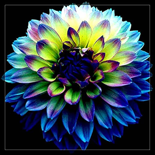 Dahlia Bulbs Mix for Planting Now UK,Hardy Perennial,Strong Plants That Grow Well,Dahlia Tubers Bulk,Gift Ready,Iridescent,Wedding Flowers,Cut Flowers.-4bulbs-H