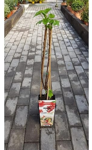 Planta de Grosella Roja Jonkheer van Test | Ribes rubrum | Maceta 2L con 4 Tutores | Arbusto 60 cm | Fruto Rojo Agridulce | Variedad Productiva y Nutritiva