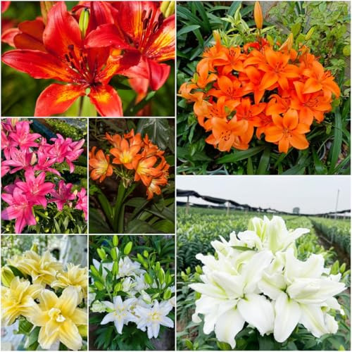 bulbos de lirio perennes resistentes - de jardín - Serie Raras lirios jardín bulbos perennes resistentes balcón con camas elevadas cubierta resistente 8pcs