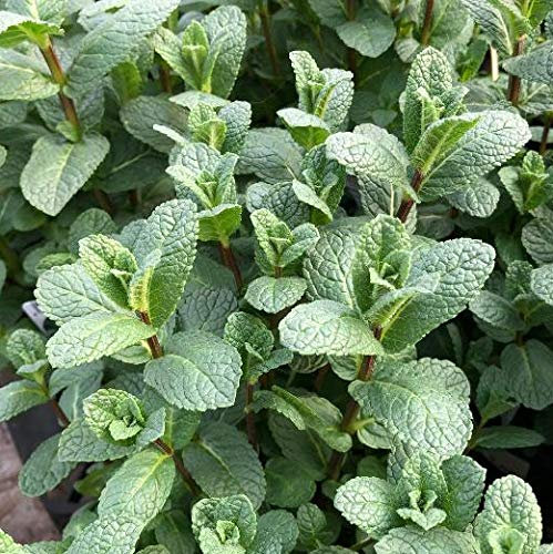 1 plante de menthe marocaine en pot 14 cm aromatiques potager jardin