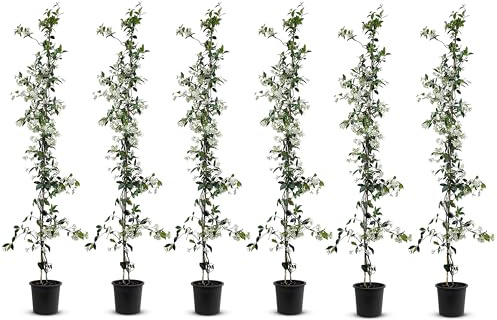 Tropictrees - Trachelospermum Jasminoides - 110cm - Winterhart - Sternjasmin - toskanischer Jasmin -Weiß - 6 pcs