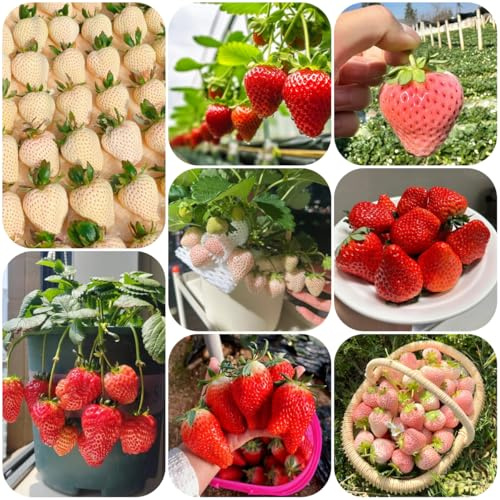 erdbeeren erdbeer bio balkonpflanzen winterhart erdbeersamen für hochbeet gartendeko für draußen 350pcs