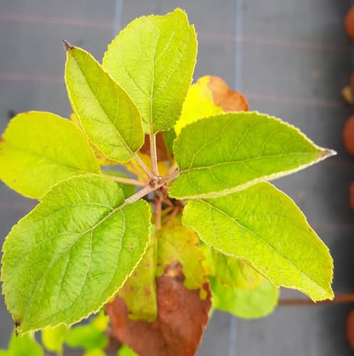 Malus domestica 'M7' (Marcotte) / Pommier/Conteneur de 7 à 10 litres/Fruitier