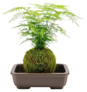 Kokedama Natural Asparagus Setaceus Helecho Plumoso | Planta Interior DECOALIVE
