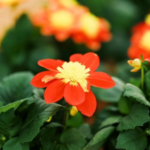 dalie di selvatici tuberi di dalia a precoce primaverili rari da balcone, decorative in vaso primaverili giardino 5bulbi