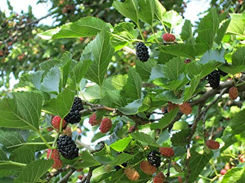 Koreanische Zwerg-Maulbeere Morus acidosa 'Mulle' Pflanze 15-20cm Maulbeerbaum