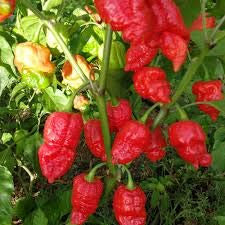 SEMI PEPERONCINO-FATALII JIGSAW-+ GUIDA ALLA COLTIVAZIONE