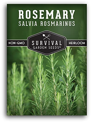 Rosemary Seeds for Planting – Heirloom Rosemary Herb (Salvia rosmarinus) for Indoor or Outdoor Gardens – Non-GMO Perennial Culinary Herb Seed Variety – Survival Garden Seeds (1 Pack)