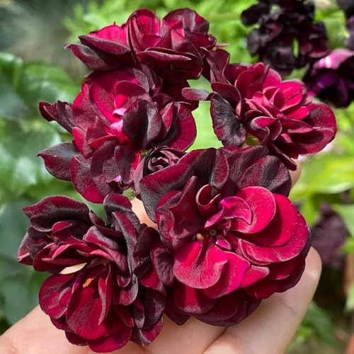 semi di geranio perenni resistenti al pieno sole perenne di giardino di taglia bonsái interni interni esotici estate trepadora 250pcs
