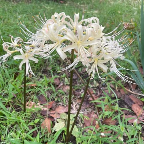 Lirio araña - Lycoris radiata de jardín de decoración balcón 4bulbos