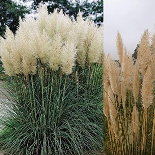 1 x Pampas Grass - Cortaderia Pumila in A 9cm Pot Garden Ready to Plant - Oramental Grass Outdoor