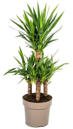 Yucca Elephantipes - 90-110cm - Ø30cm - Pianta d'appartamento - Sempreverde