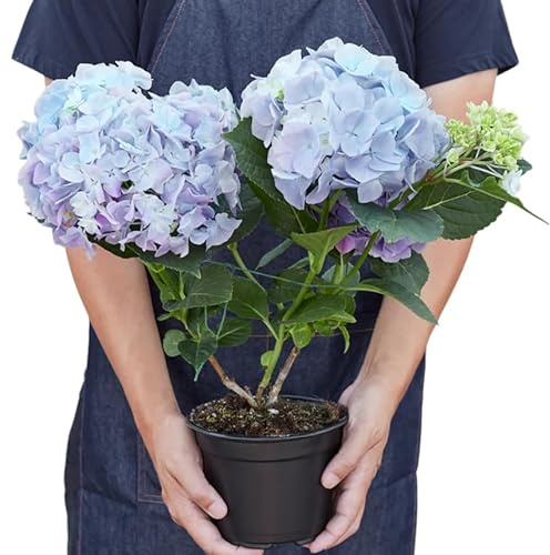 Hortensia Azul Auténtica Planta Viva Natural en Maceta Hydrangea para Jardinería Creativa