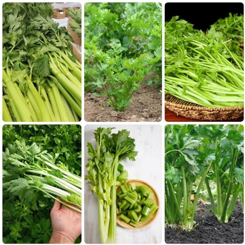 Semillas de apio, Apium graveolens, de jardín semillas de invierno 100pcs