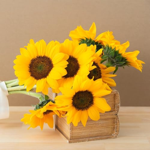 sonnenblumen kräutersamen indoor kräutergarten exotische zimmerpflanzen sommerblumen pflanztöpfe frühlingsblumen schattenpflanzen garten winterhart winterharte stauden dauerblüher 100samen
