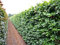 10 Stk. Rotbuche Rotbuchenhecke Wurzelware 80-120 cm hoch - Fagus sylvatica - Garten von Ehren®