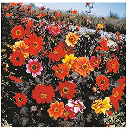 PREMIER SEEDS DIRECT - Dahlia Bishops Children 40 Finest Seeds