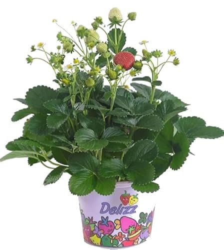 Fragaria Ananassa Planta Tapizante Natural - Planta Productura de Fresas - Strawberry