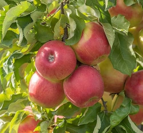 Apfelbaum `Jonagold´, Halbstamm, wurzelnackt, Liefergöße ca. 160-180cm