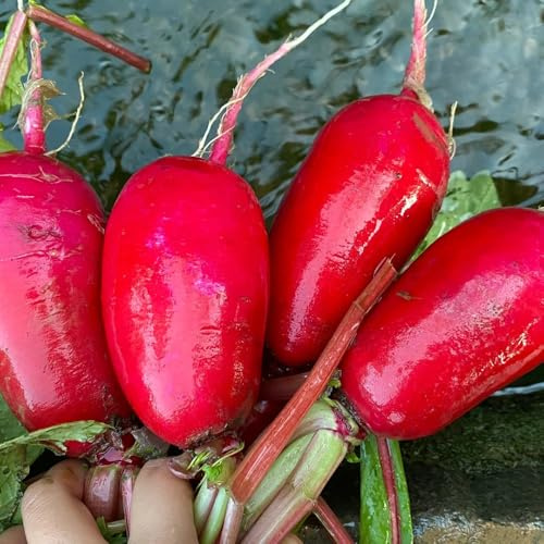 semi di ravanello biologici - ravanello - giardino resistenti perenni rampicanti, rare resistenti 1500pcs