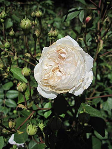 Rosa The Albrighton Rambler® - Kletterrose The Albrighton Rambler®