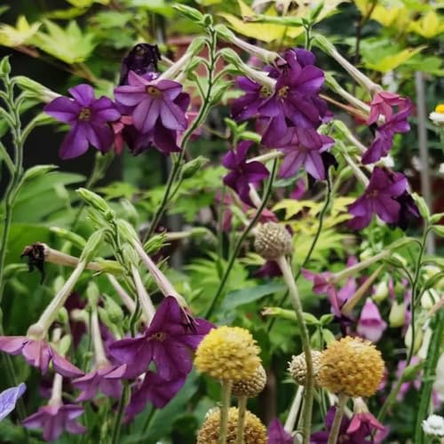 semi di tabacco, perenni resistenti esotiche Decorazione da giardino 420pcs