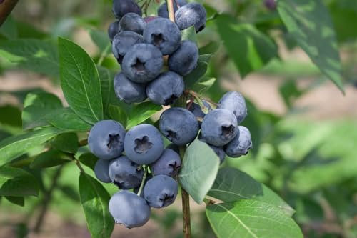 Heidelbeere Vaccinium corymbosum Ama 40-60 cm Strauch winterhart