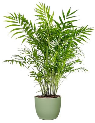 Bonplants Chamaedorea Elegans, Lussureggiante Palma Vera da Interni, Vaso 19 cm, h 80 cm (Vaso Verde Salvia)