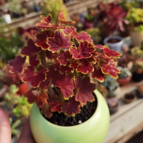 semi di geranio resistenti - pelargonium - all'esterno da balcone, decorazione soggiorno per luoghi soleggiati tappezzante perenne resistente decorazione 450pcs